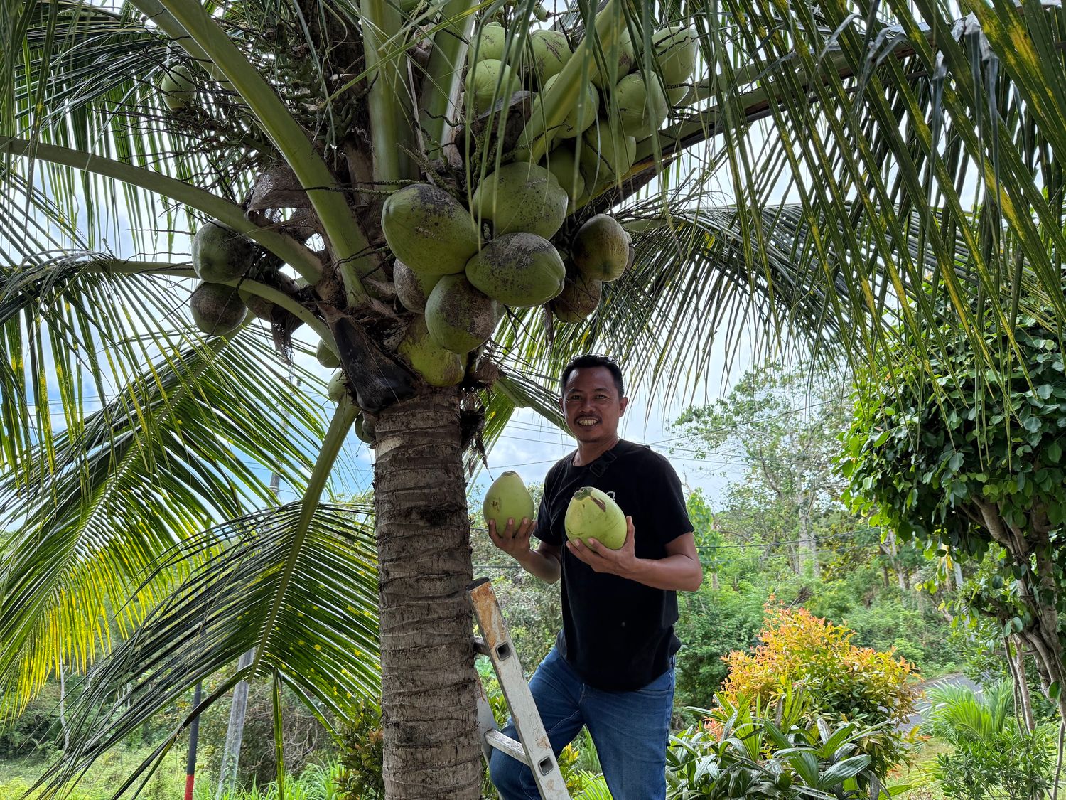 When they say the coconuts are fresh, they really mean it.