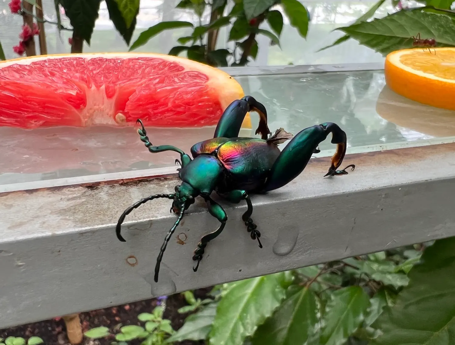 Insect at the Montreal Insectarium